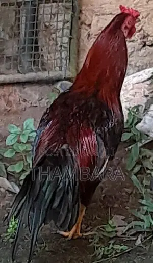 Rooster