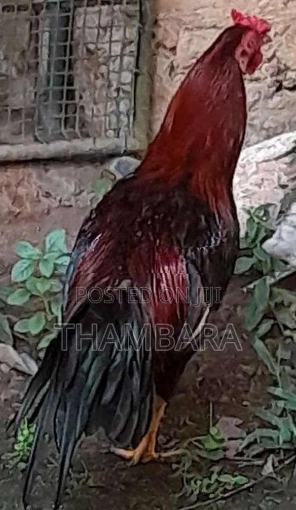 Rooster