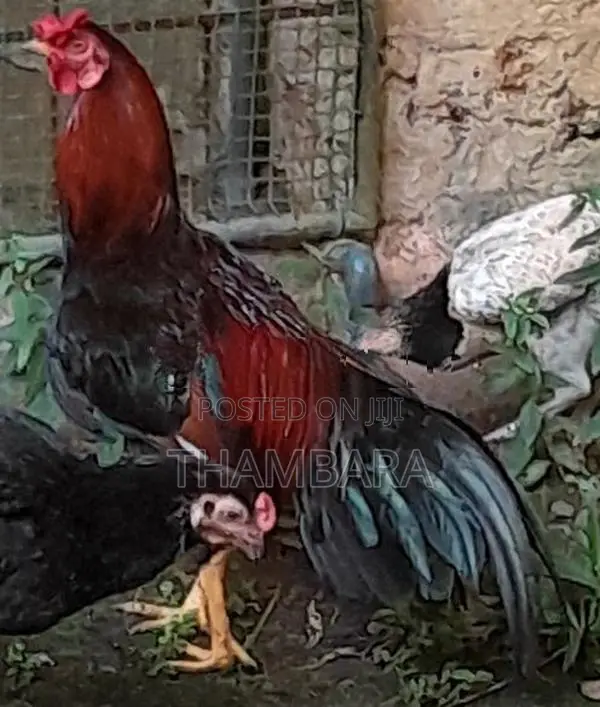 Rooster