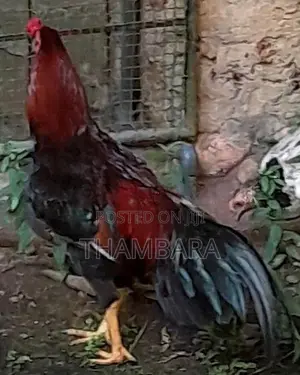 Rooster