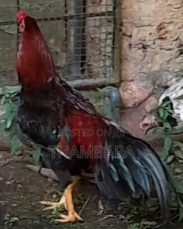 Rooster