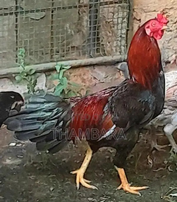 Rooster