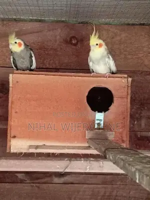 Cockatiel