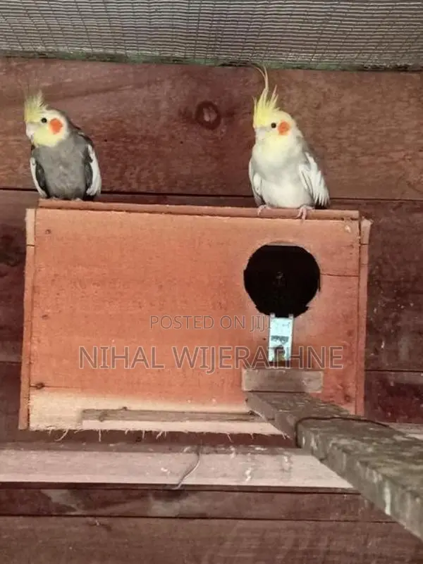 Cockatiel