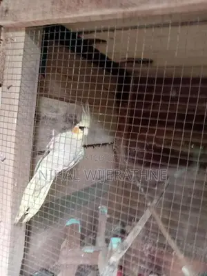 Cockatiel