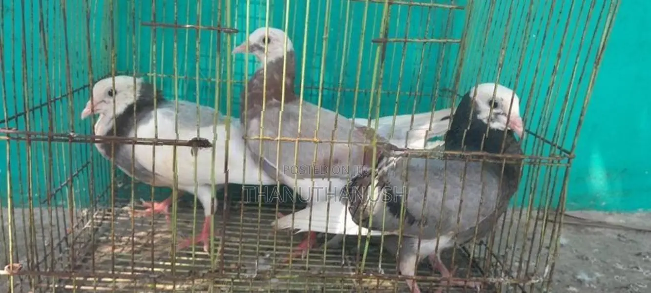 Pigeon