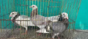 Pigeon
