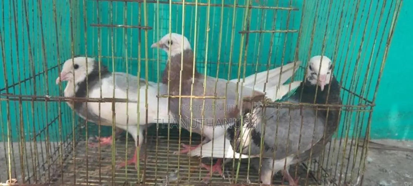 Pigeon