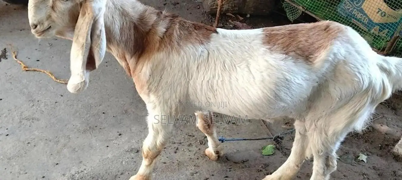 ஆனைக்கோட்டை