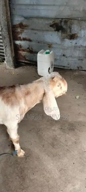 ஆனைக்கோட்டை