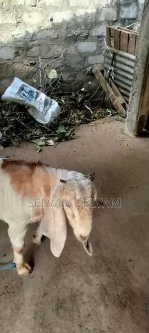ஆனைக்கோட்டை