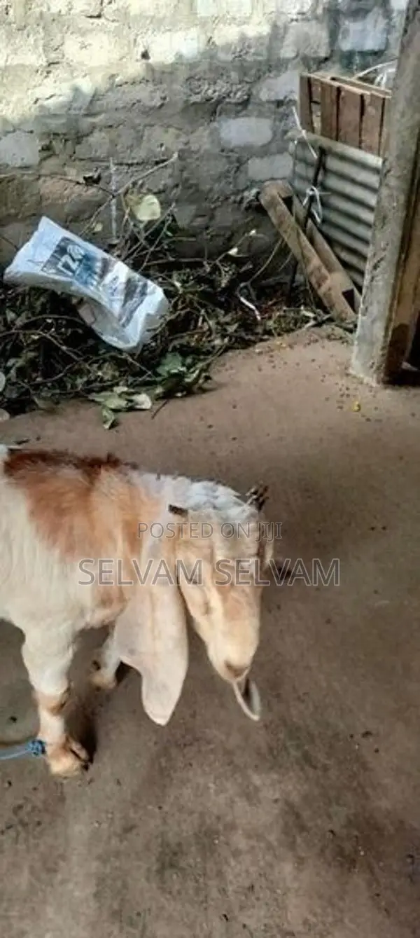 ஆனைக்கோட்டை
