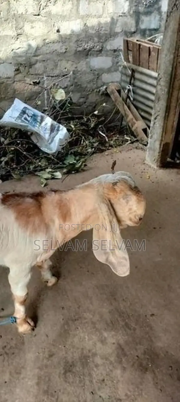 ஆனைக்கோட்டை