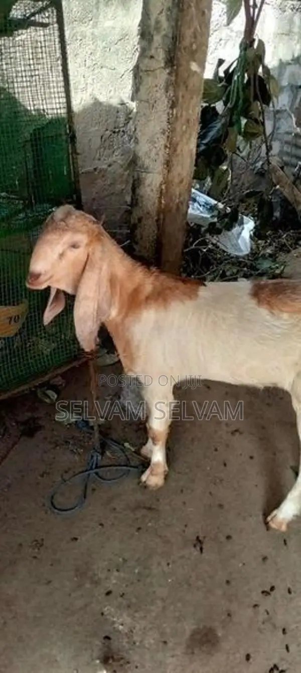 ஆனைக்கோட்டை