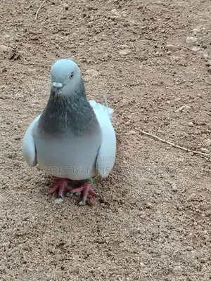 Pigeon