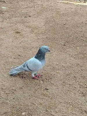 Pigeon