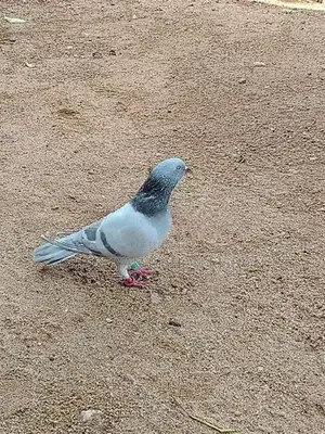 Pigeon