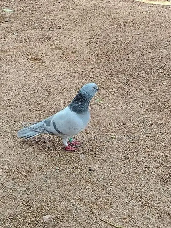 Pigeon
