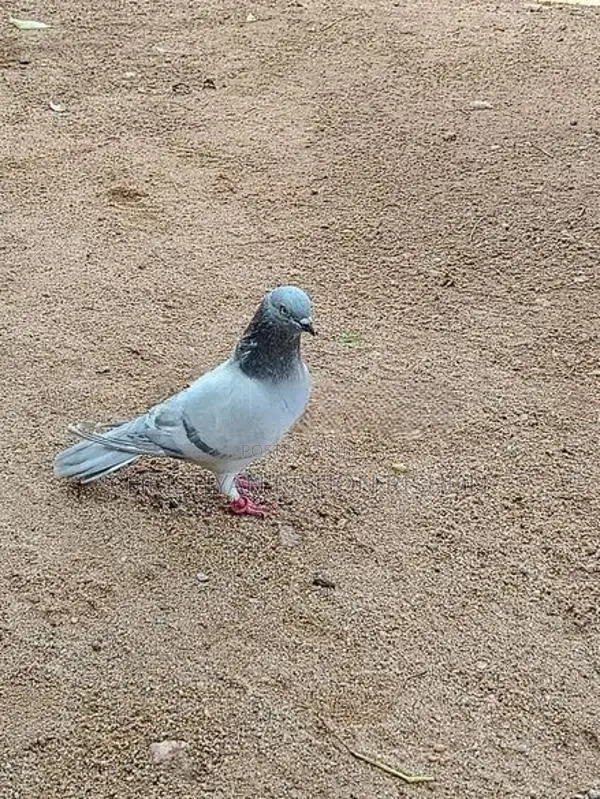 Pigeon