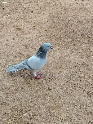 Pigeon