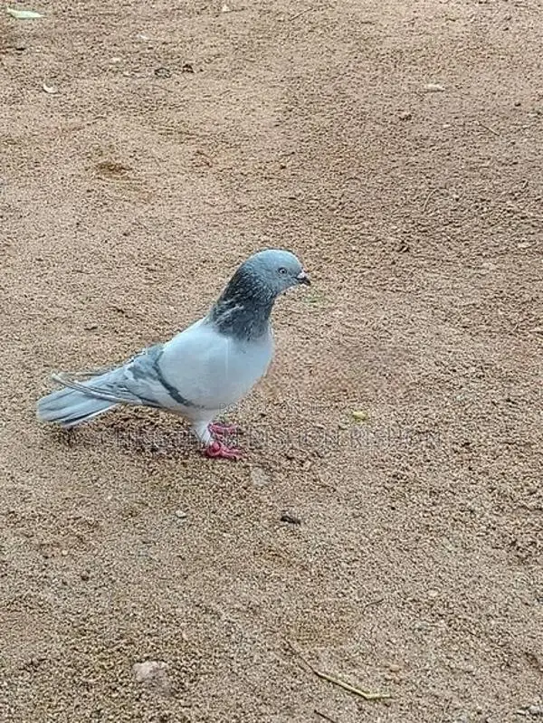 Pigeon