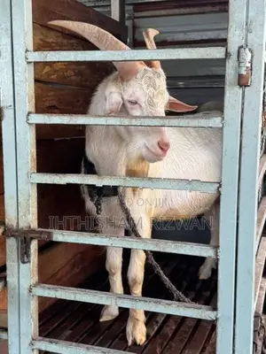 Sanan Male Goat