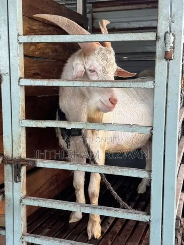 Sanan Male Goat