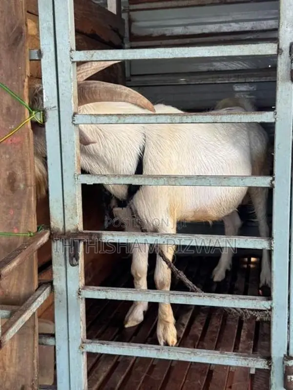 Sanan Male Goat