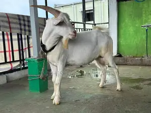 Sanan Male Goat