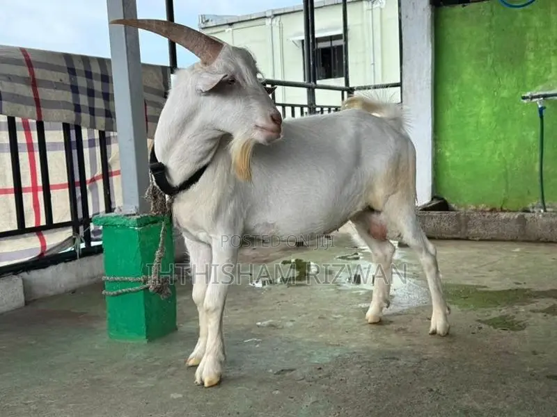Sanan Male Goat