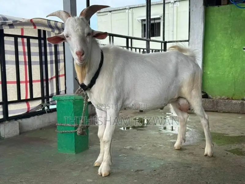 Sanan Male Goat