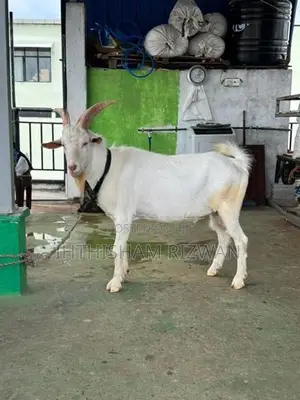 Sanan Male Goat