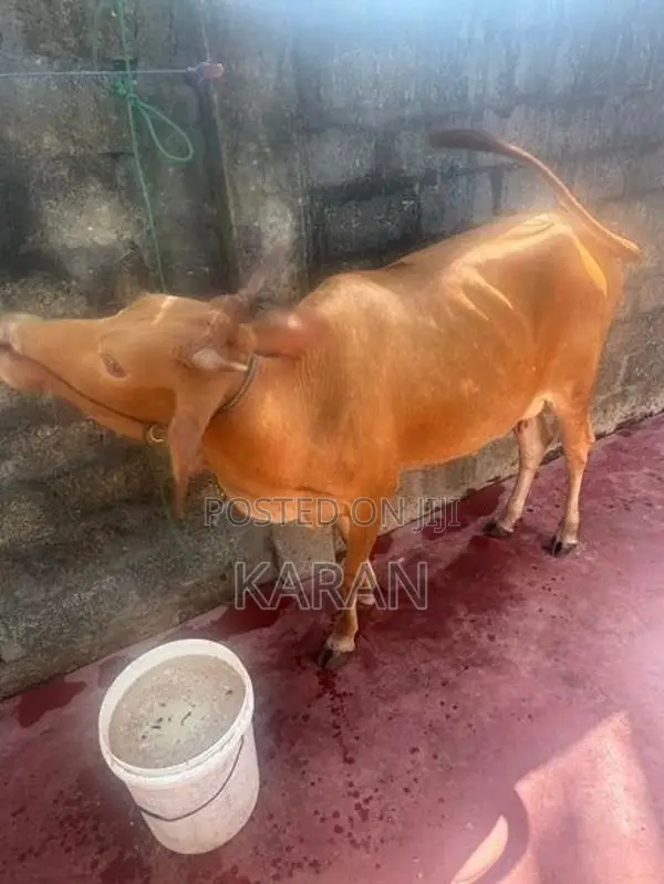 பசு மாடு