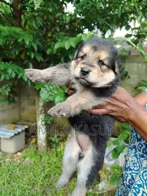 Germanshepad Puppies