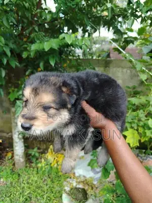 Germanshepad Puppies