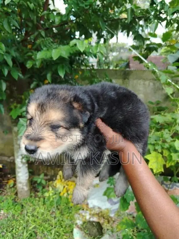 Germanshepad Puppies