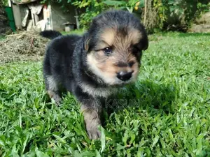 Germanshepad Puppies