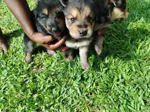 Germanshepad Puppies