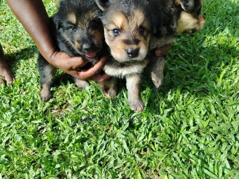 Germanshepad Puppies