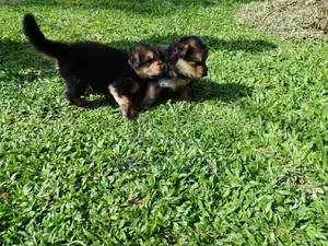 Germanshepad Puppies