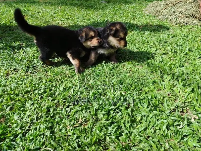 Germanshepad Puppies