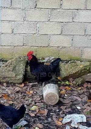 ගම් කුකුලන්