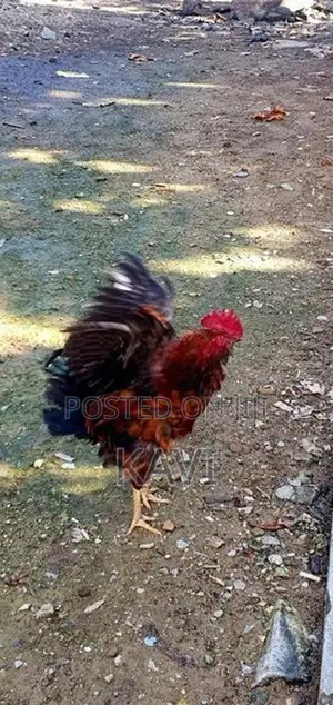 ගම් කුකුලන්