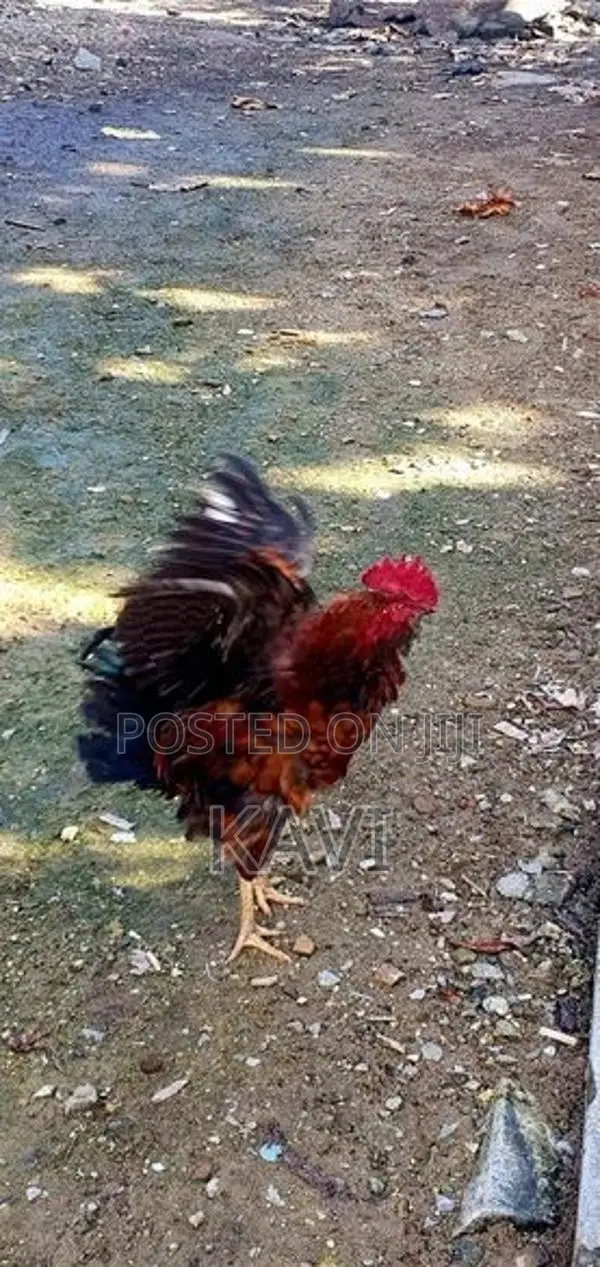 ගම් කුකුලන්
