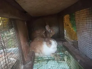 Rabbits