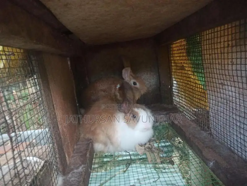 Rabbits
