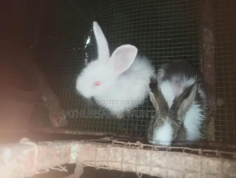 Rabbits