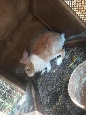 Rabbits
