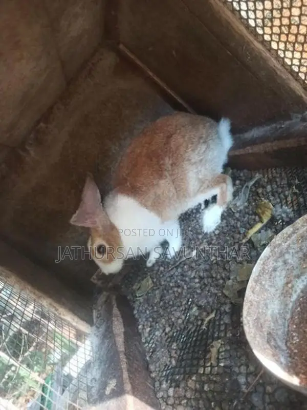 Rabbits