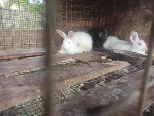 Rabbits